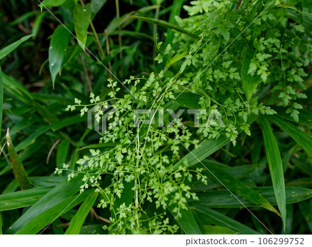 Vine fern Cynophyllaceae 106299752