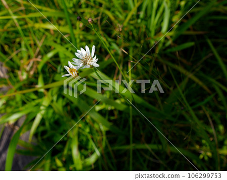 Asteraceae, genus Sion 106299753