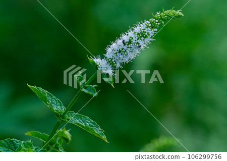 labiatae peppermint flower labiatae peppermint flower 106299756