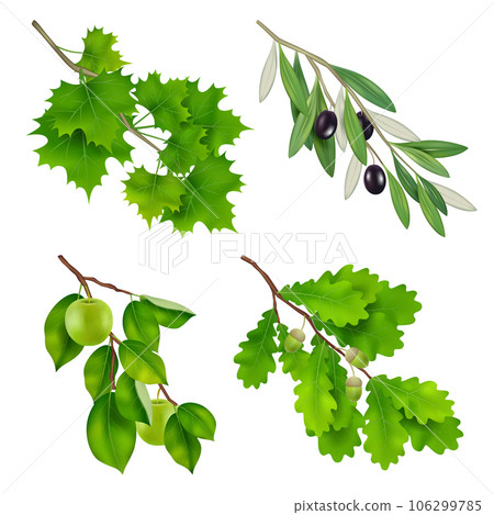 Green branches. Realistic plants branches with leaves decent vector template set 106299785