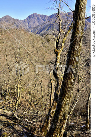 A view of the main mountain range of Tanzawa from the forest on the ridge of Mt. A view of the main mountain range of Tanzawa from the forest on the ridge of Mt. 106299809