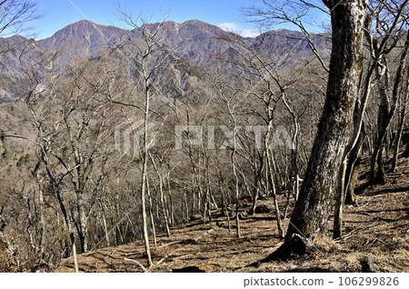 從丹澤鐵保澤之香山頂的森林看到的主要丹澤幹線 106299826