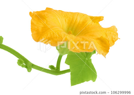 Yellow pumpkin or zucchini flower isolated on a white background. 106299996