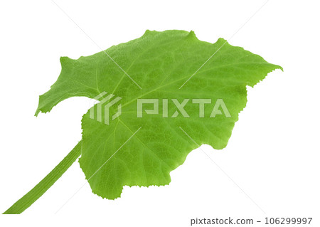 green pumpkin leaf isolated on white background 106299997