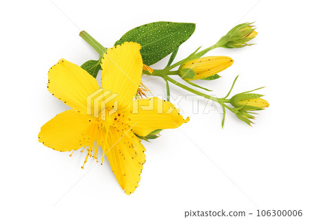 saint john's wort or Hypericum flowers isolated on white background. Top view. Flat lay 106300006