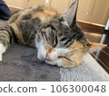 困貓。 106300048