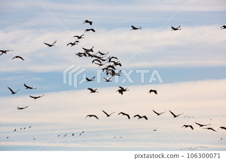 Migration of flock of cranes in the sky Migration of flock of cranes in the sky 106300071