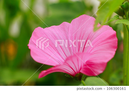 Pink flower Lavatera rose mallow 106300161