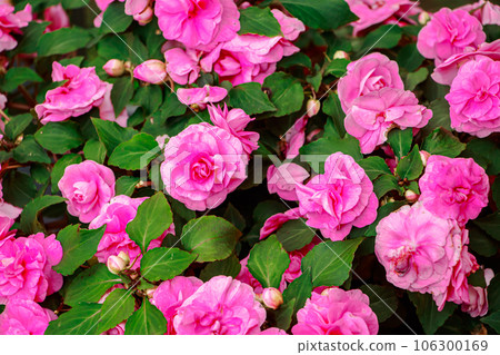 Home flower impatiens balsamina. 106300169