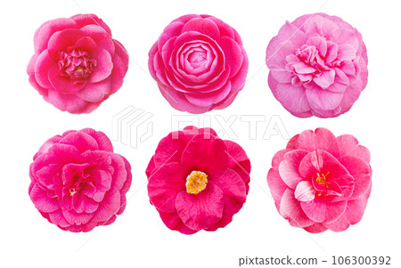 Pink camellia flowers set isolated on white 106300392