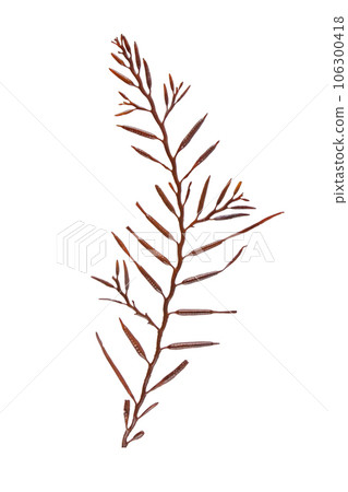Halidrys siliquosa or sea oak brown algae isolated on white 106300418
