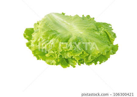 Green curly lettuce leaves arranged for use in the hamburger sandwich isolated on white. 106300421