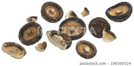 Dried shiitake mushrooms isolated on white background 106300524