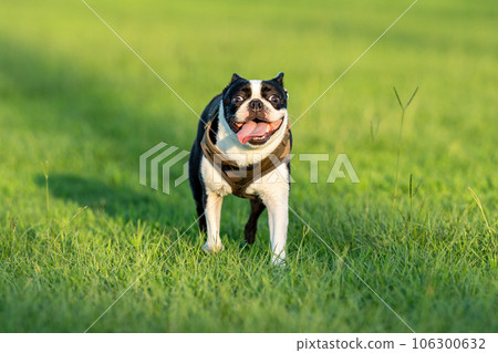 Boston Terrier Boston Terrier 106300632