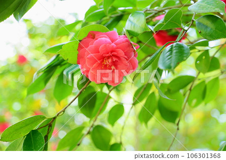 Camellia flowers Kiku winter solstice 106301368