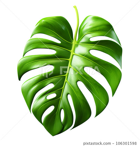 philodendron jungle fever Philodendron Jungle Fever – Lost in the Forrest
