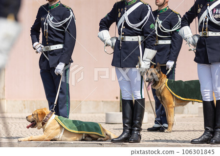 Guide dogs in green capes accompany the guard during the parade Guide dogs in green capes accompany the guard during the parade 106301845