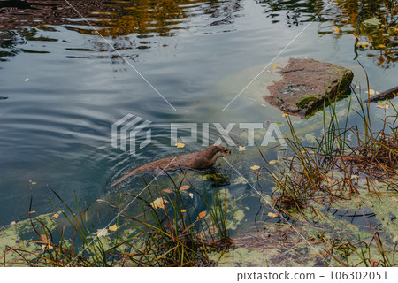 European river otter, Lutra lutra, swimming on back in clear water. Adorable fur coat animal with long tail. Endangered fish predator in nature. Wild animal in brook. Habitat Europe, Asia. 106302051