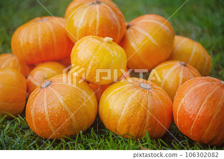 Lots of ripe pumpkins. Harvesting orange pumpkins on green grass. Lots of ripe pumpkins. Harvesting orange pumpkins on green grass. 106302082