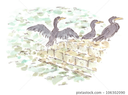 鸕鶿(河鸕鶿)在河邊曬乾羽毛的水彩插圖 鸕鶿(河鸕鶿)在河邊曬乾羽毛的水彩插圖 106302090