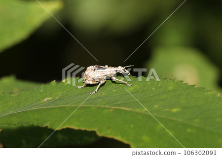 瓢蟲龍蝦象鼻蟲 瓢蟲龍蝦象鼻蟲 106302091