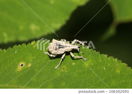 Ladybird lobster weevil Ladybird lobster weevil 106302093