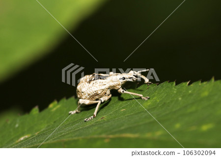 Ladybird lobster weevil Ladybird lobster weevil 106302094