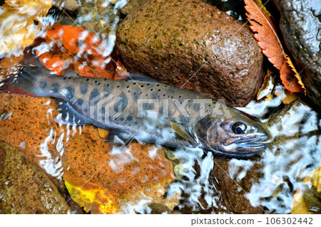在河津川溪流釣魚捕獲的天子 在河津川溪流釣魚捕獲的天子 106302442