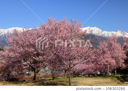 長野縣大町市大町山田町 著名的賞櫻勝地“市民之森”小東櫻盛開，背後是高聳的北阿爾卑斯山殘雪 106303268