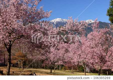 Omachi Yamada-cho, Omachi City, Nagano Prefecture Kohiganzakura in full bloom in Citizen's Forest, a famous cherry blossom viewing spot, and the remaining snow in the Northern Alps towering behind 106303269
