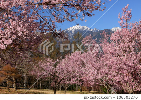 Omachi Yamada-cho, Omachi City, Nagano Prefecture Kohiganzakura in full bloom in Citizen's Forest, a famous cherry blossom viewing spot, and the remaining snow in the Northern Alps towering behind 106303270