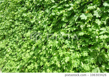 苦瓜葉製成的綠色窗簾，遮擋夏日的陽光 106303426