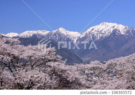 Omachi, Omachi City, Nagano Prefecture Somei Yoshino cherry trees at Omachi Cemetery, a famous cherry blossom viewing spot, and the remaining snow in the Northern Alps towering behind Omachi City Omachi, Omachi City, Nagano Prefecture Somei Yoshino cherry trees at Omachi Cemetery, a famous cherry blossom viewing spot, and the remaining snow in the Northern Alps towering behind Omachi City 106303572