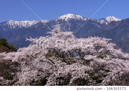 Omachi, Omachi City, Nagano Prefecture Somei Yoshino cherry trees at Omachi Cemetery, a famous cherry blossom viewing spot, and the remaining snow in the Northern Alps towering behind Omachi City Omachi, Omachi City, Nagano Prefecture Somei Yoshino cherry trees at Omachi Cemetery, a famous cherry blossom viewing spot, and the remaining snow in the Northern Alps towering behind Omachi City 106303573