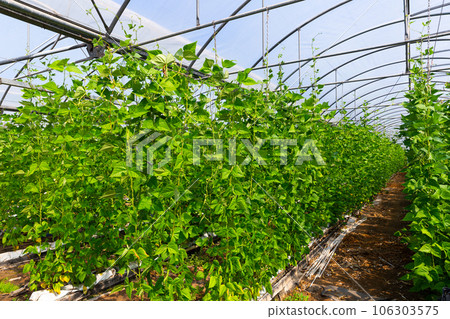 Bean plants grow in rows in a greenhouse Bean plants grow in rows in a greenhouse 106303575