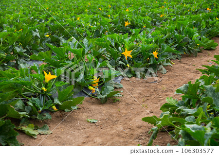 Field planted with ripening green courgettes Field planted with ripening green courgettes 106303577