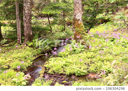 Clinch grass Clinch grass 106304296