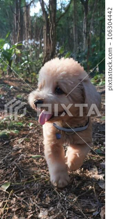 與白色玩具貴賓犬一起在森林裡散步 106304442