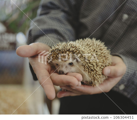 手拿著一隻刺猬 手拿著一隻刺猬 106304451