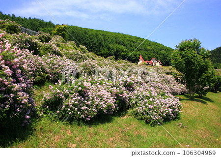 瀧上香草園的櫻花玫瑰 106304969