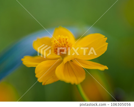 盛開的黃色波斯菊 盛開的黃色波斯菊 106305056