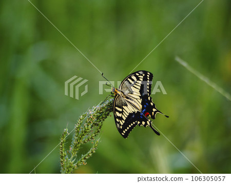 一隻美麗的燕尾蝴蝶在草叢中休息它的翅膀 一隻美麗的燕尾蝴蝶在草叢中休息它的翅膀 106305057