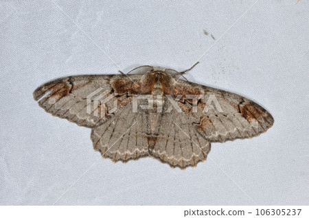 大臼杵臼杵(岡山縣新見市) 大臼杵臼杵(岡山縣新見市) 106305237