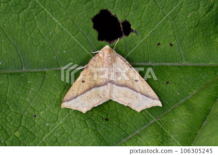 Kiiroegurizumaedashaku（北海道層雲峽） 106305245