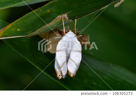 羽化白燕（北海道層雲峽） 106305273