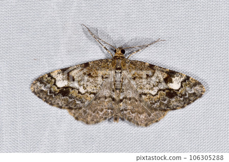 Himenakausuedashaku (Shikaoi Town, Hokkaido) 106305288