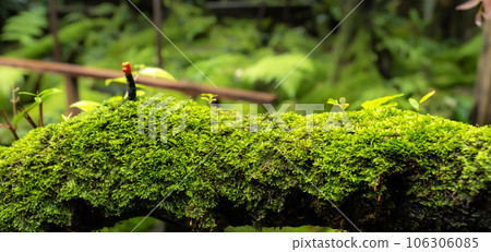Moss and fern style plants proliferate grow cover stump the forest floor in the garden 106306085