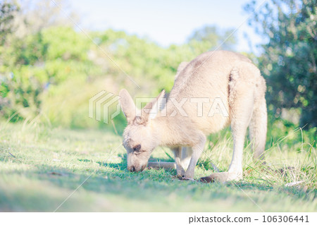 wallaby kangaroo in the wild 106306441