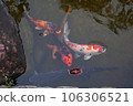 A carp that comes to me for food, illustration style A carp that comes to me for food, illustration style 106306521