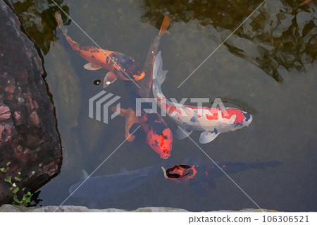 A carp that comes to me for food, illustration style 106306521